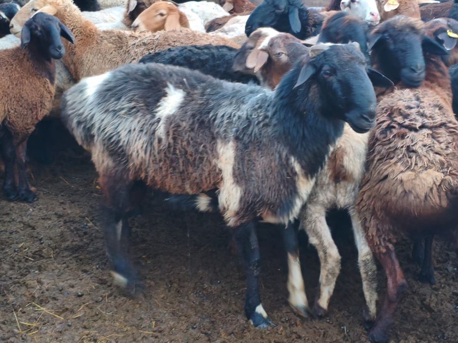Продам 4 кошкара на племя