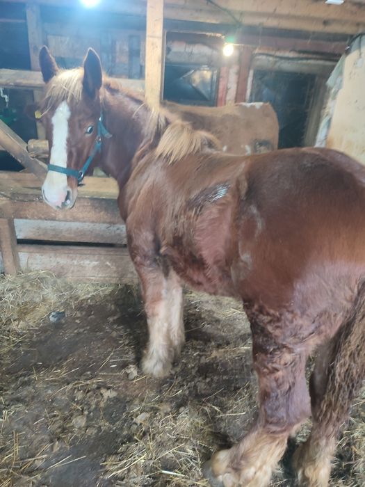 De vânzare manza de 1,7 luni și mânz de 7 luni