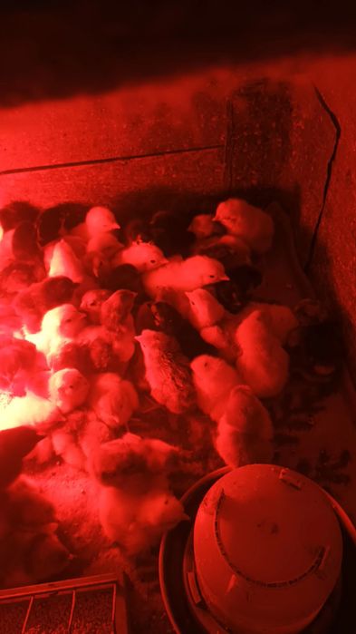 Oua si pui de cochinchina si wyandotte portelan