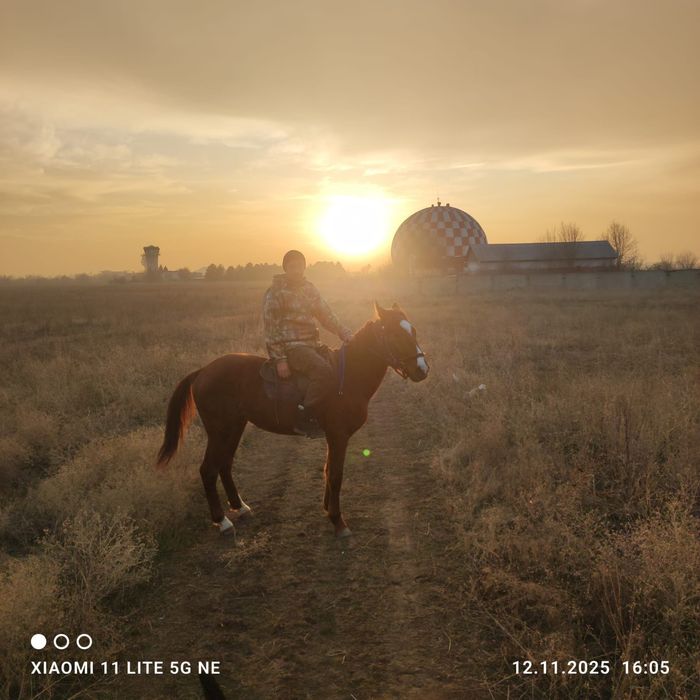 Продам коня 2.5 года