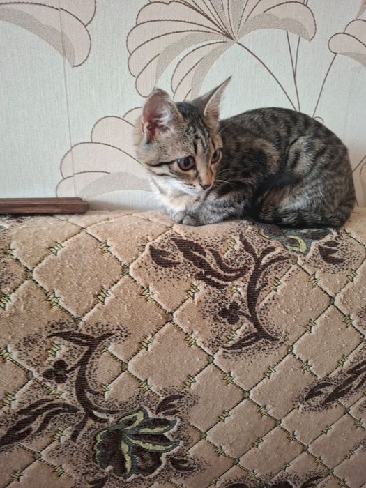 Отдам котенка девочку