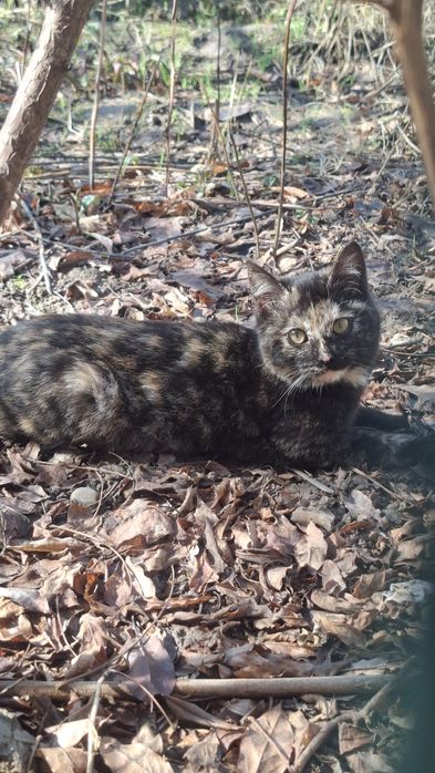 Отдам котят(девочки)