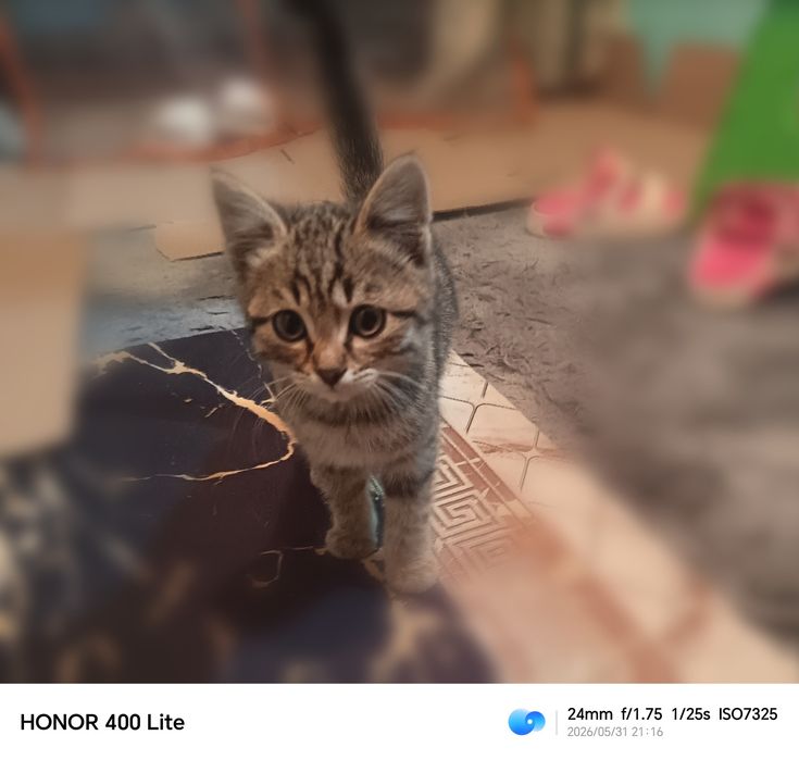 Отдам котёнка девочка