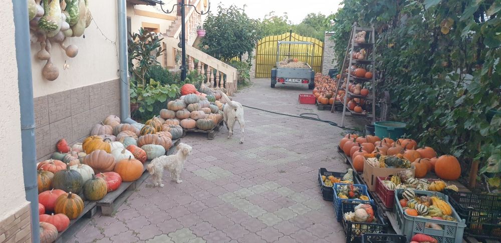 Vand dovleci si tartacute!