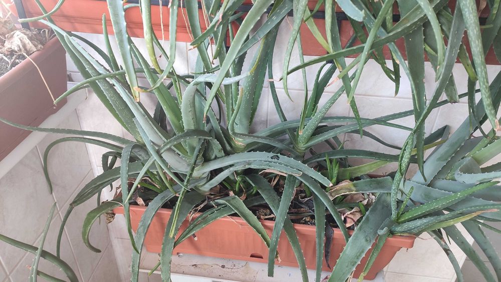 Jardinieră cu Aloe Vera Barbadensis Miller