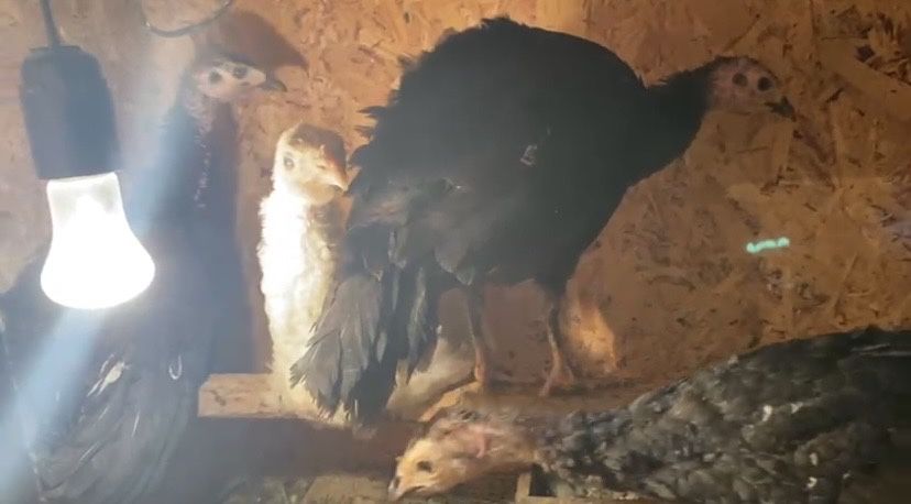 Продаются индюки,гуси,цеплятя