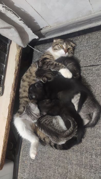 Котики бесплатно домашние