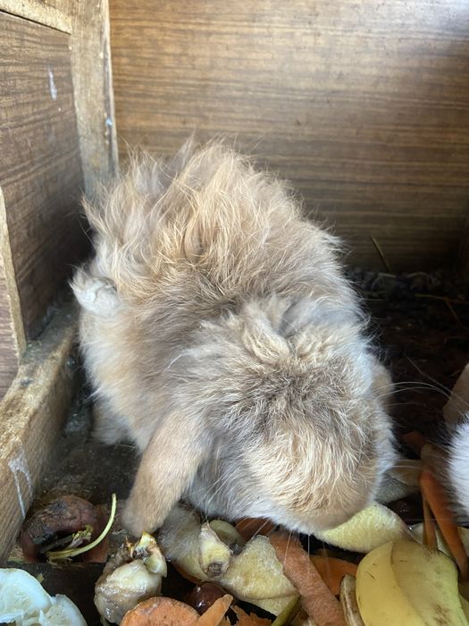 Кролики продаю срочно