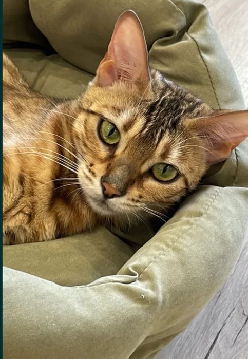 Девочка чистокровная бенгал