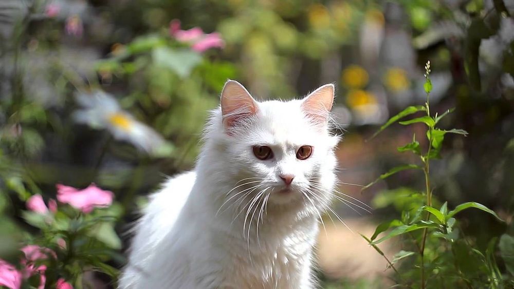 Canon 600D В отличном состоянии