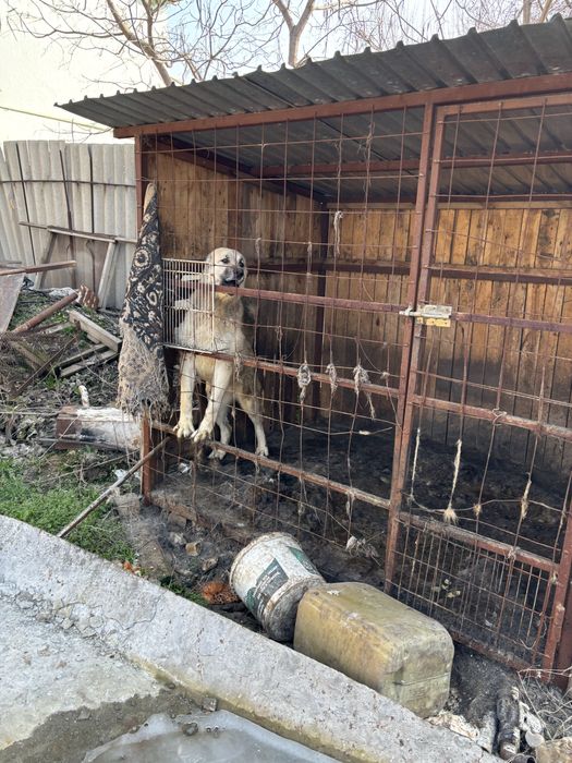 Собака ит төбет алабай