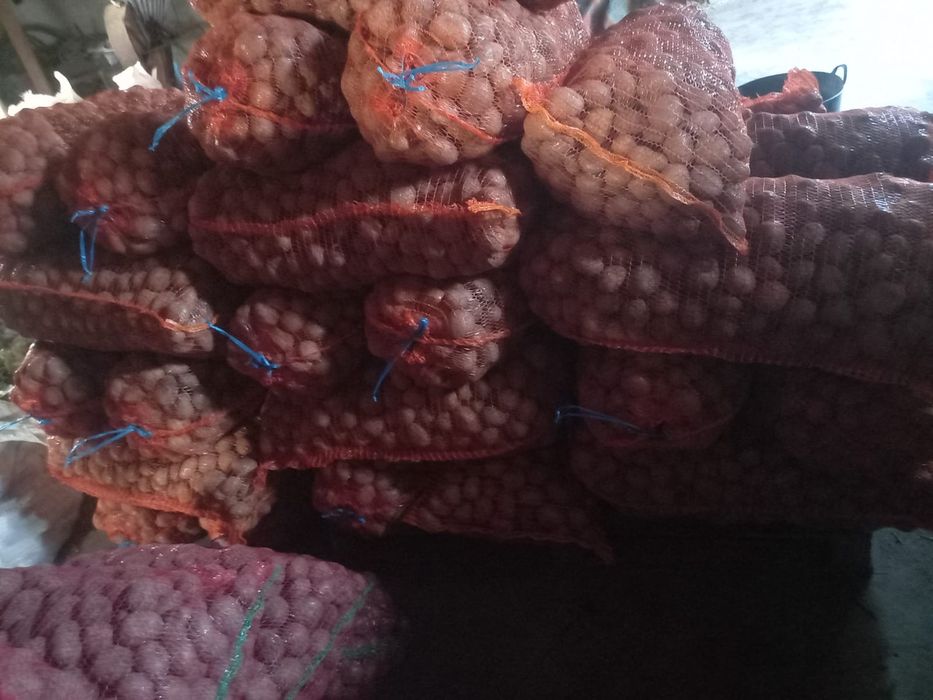 Cartofi de sămânță