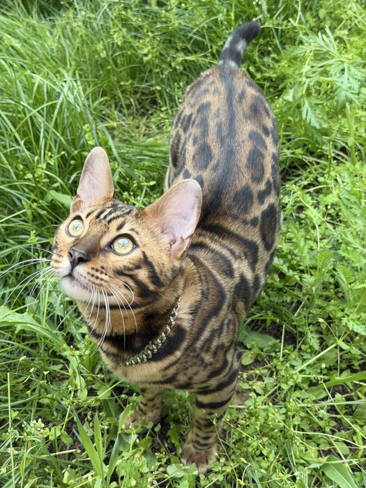 Элитный бенгальский кот приглашает на вязку