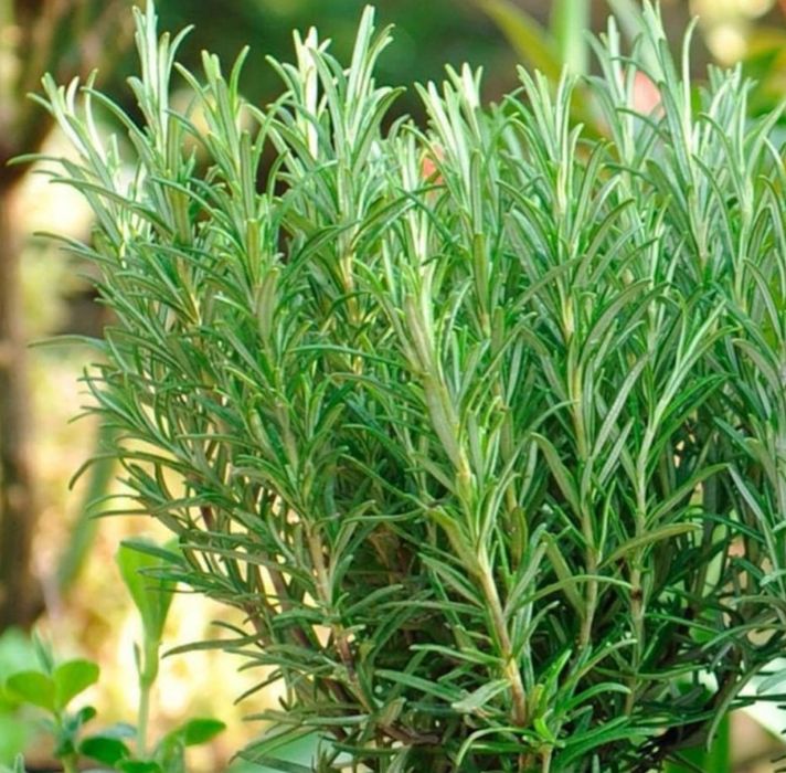 Розмарин -греческая приправа