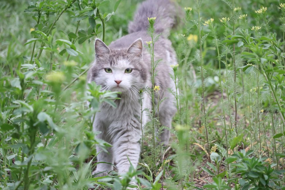 Камера Canon EOS M50 Mark II + 55-200mm