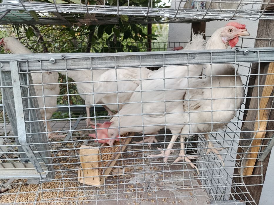Продам курей несушки