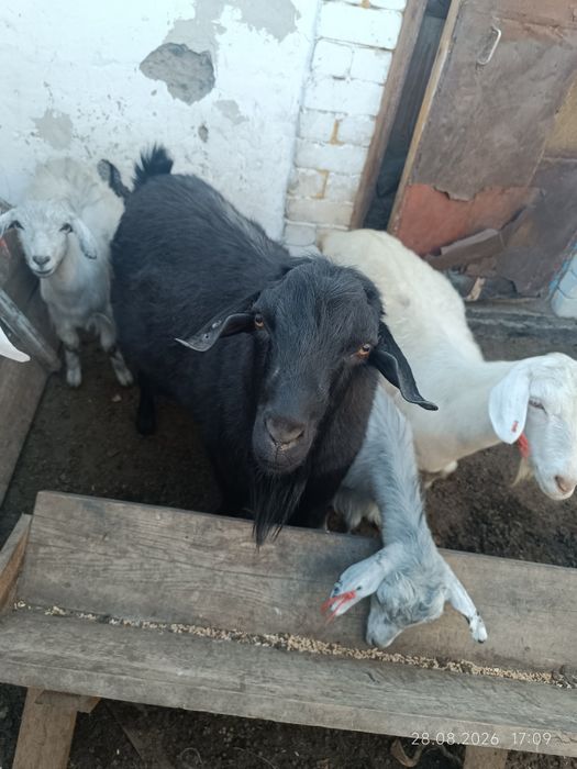 Продам коз с торгом