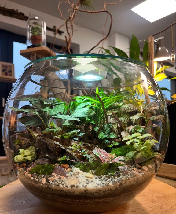 Мини терариуми с живи растения, екосистема в буркан