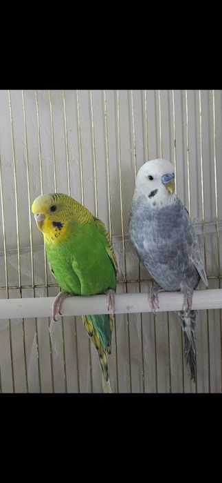 Попугай сатылады