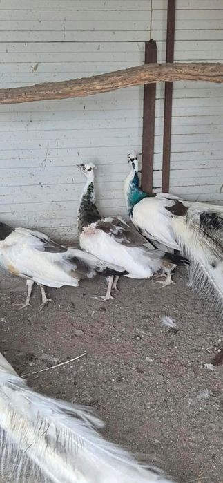 Vand pauni(renunț la toti)
