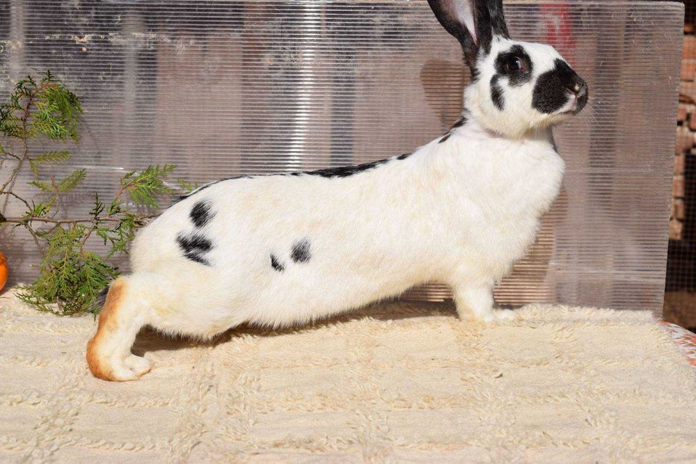 Продавам мъжки и женски зайци за разплод