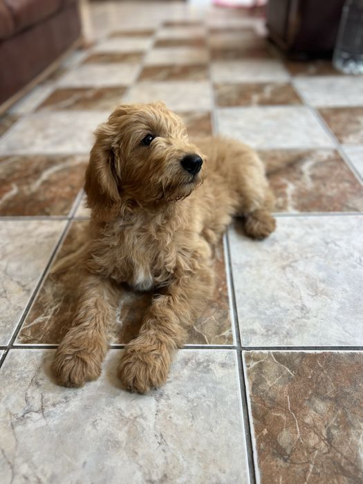 Vand mascul Goldendoodle de 3 luni