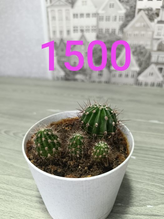 Комнатные растения