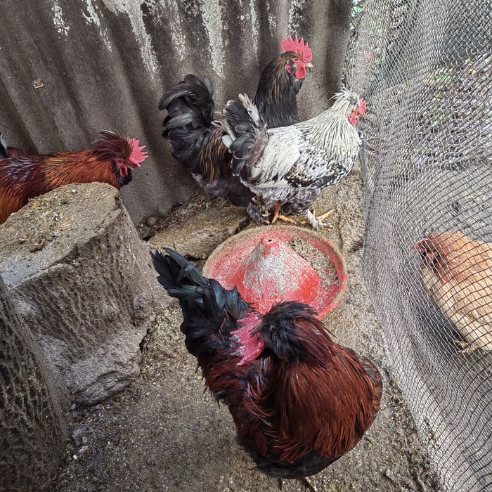 Cocoși Motati, încălțați și cu creasta lăsată