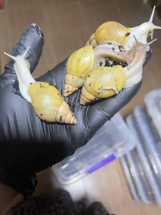 Ideal bogan Ulitkala sotuvda borr