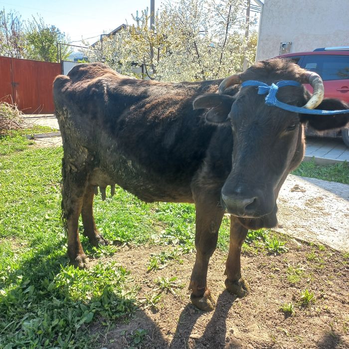 Продам дойную корову.