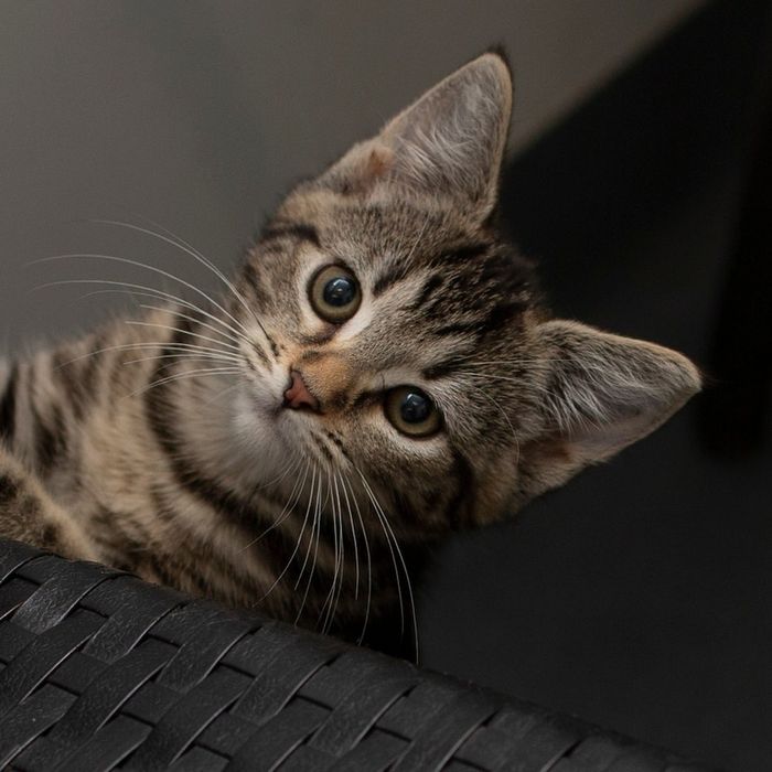 Котёнок мальчик Лёва ищет семью