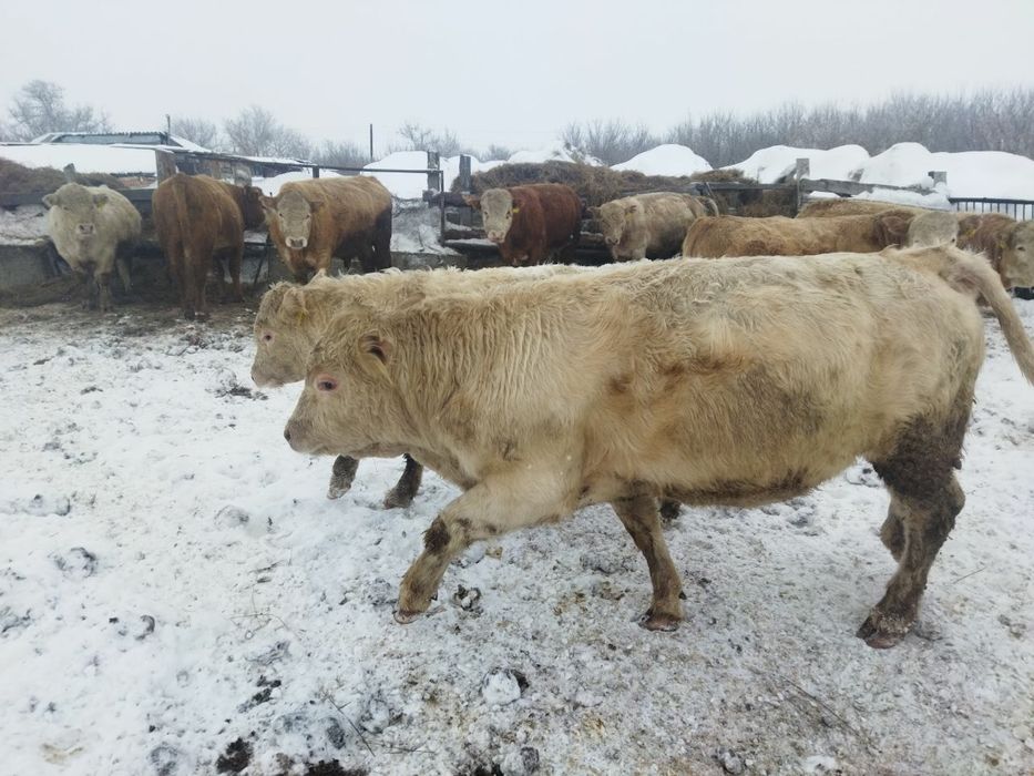 КРС. Продам быков