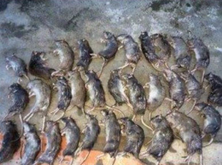 Kalamush,Крысы,sichqon dori