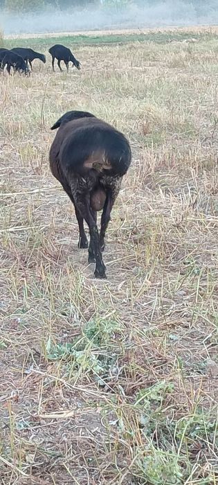 Kotta va qozi Qochqorla sotamiz