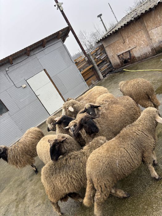 Oi gestante de vanzare