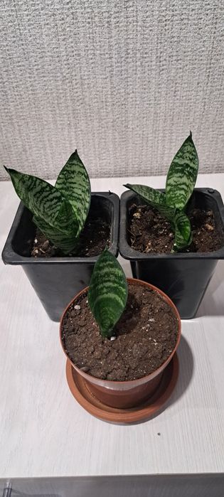 Продам Сансевиерию