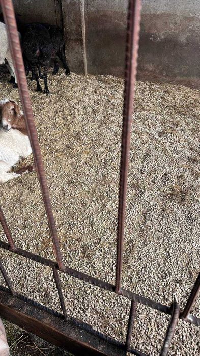 Подстилка для животных, хайвонлар учун таглик пеллет