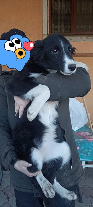 Обработанные,привитые охранники и компаньоны.