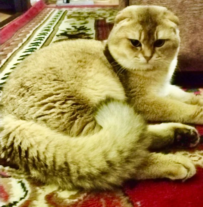 Вязкага!!! Сотилмайди!!!