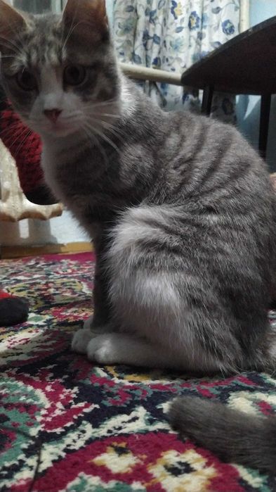 Лучик ищет любящую семью.