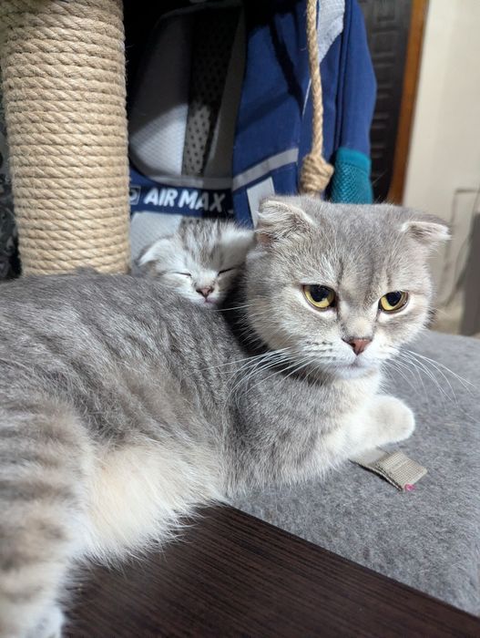Шотландские Вислоухие Котята