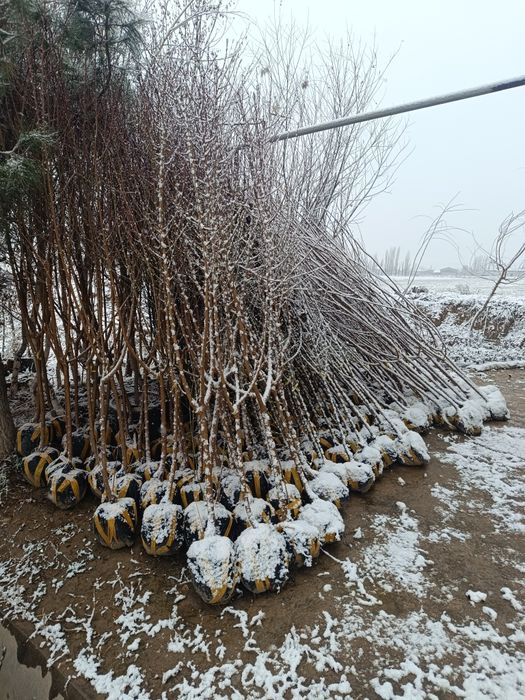 Ko'chat sotaman ishonchli 100 foiz