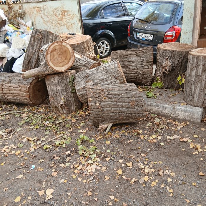 Дрова самовывоз тополь