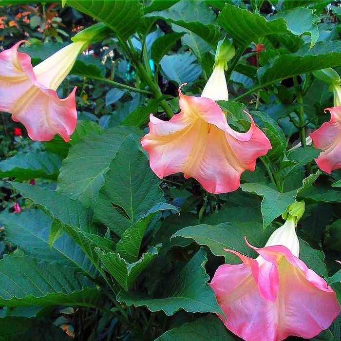 Продам дерево "Бругмансия"