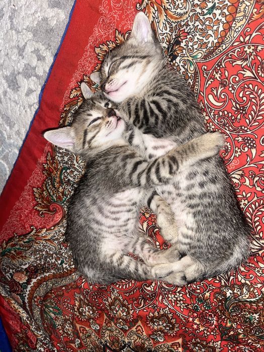 Отдам даром котенка