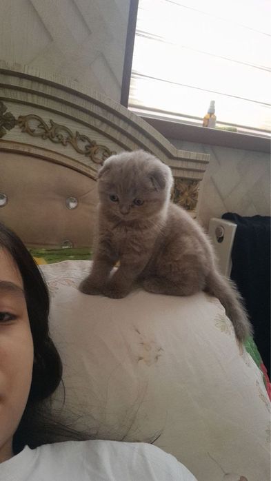 Котёнок  мальчик