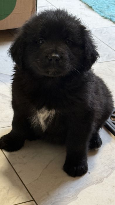 Ciobanesc romanesc corb