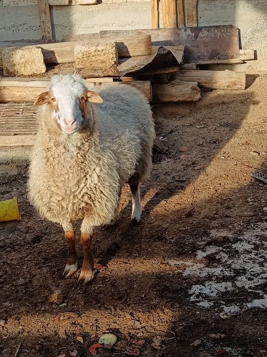 Семіз кои сатылады