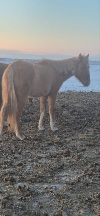 Туатын байтал сатылады