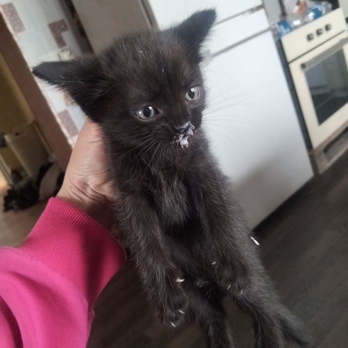 Отдам котят мальчик и девочка